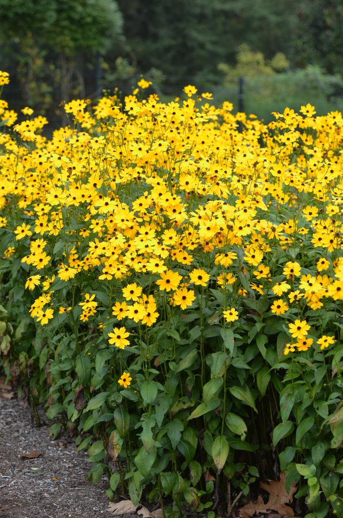 Swamp Tickseed (Coreopsis palustris 'Summer Sunshine')