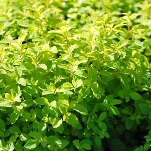 Dwarf Bridal Wreath (Spiraea j. 'Golden Elf')