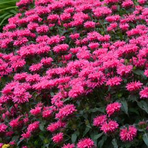 Monarda x 'Bubblegum Blast' (Sugar Buzz® Bee Balm)