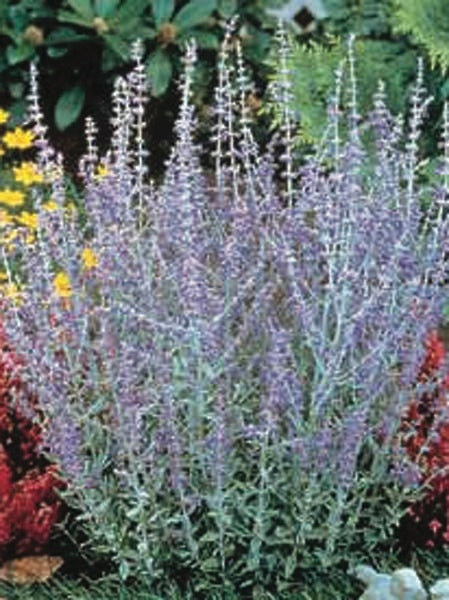 Dwarf Russian Sage (Perovskia atriplicifolia 'Little Spire')