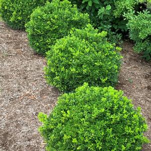 Buxus NewGen Independence® (Boxwood)