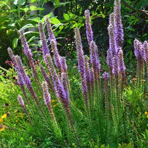 Purple Gay Feather (Liatris spicata 'Kobold')