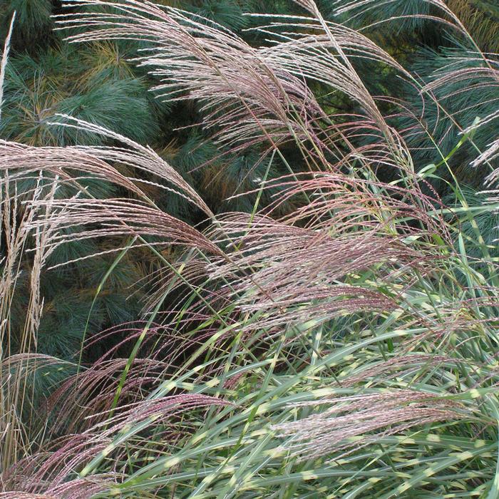 Miscanthus sinensis 'Little Zebra' (Variegated Maiden Grass)