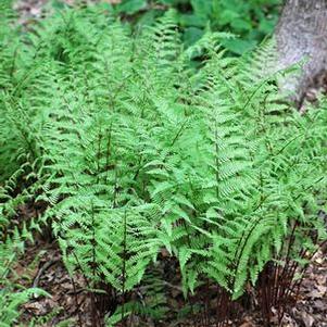 Red-stemmed Lady Fern (Athyrium filix-femina 'Lady in Red')