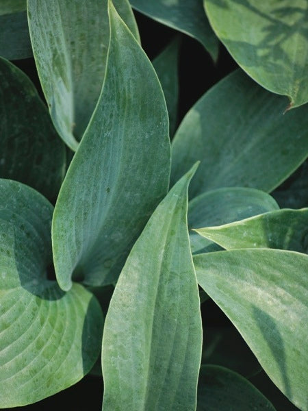 Hosta x 'Halcyon' (Plantain Lily)