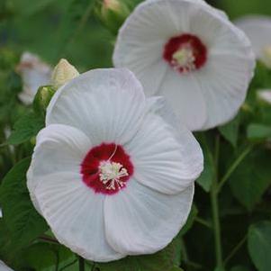 Hibiscus moscheutos Luna™White (Hardy Hibiscus)