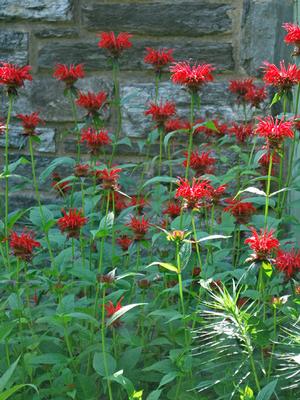 Monarda didyma 'Jacob Cline' (Bee Balm)