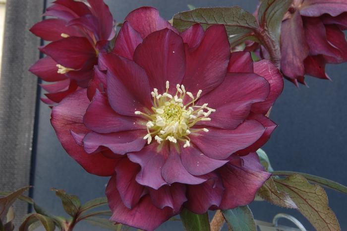 Helleborus W.J. 'Red Sapphire' (Winter Jewels® Series Lenten Rose)