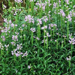 Physostegia virginiana 'Pink Manners' (Obedient Plant)