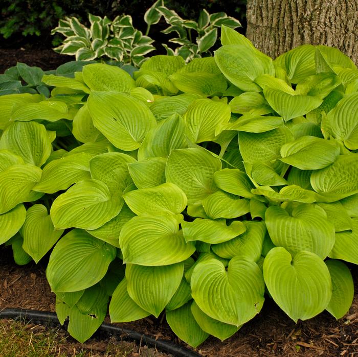 Hosta x 'August Moon' (Plantain Lily)