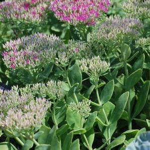 Sedum spectabile 'Neon' (Stonecrop)