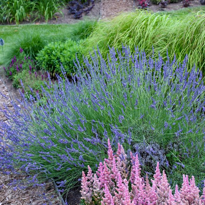 Lavandula x intermedia 'Phenomenal' (Lavender)