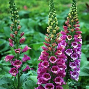 Digitalis purpurea 'Candy Mountain' (Foxglove), purple flowers