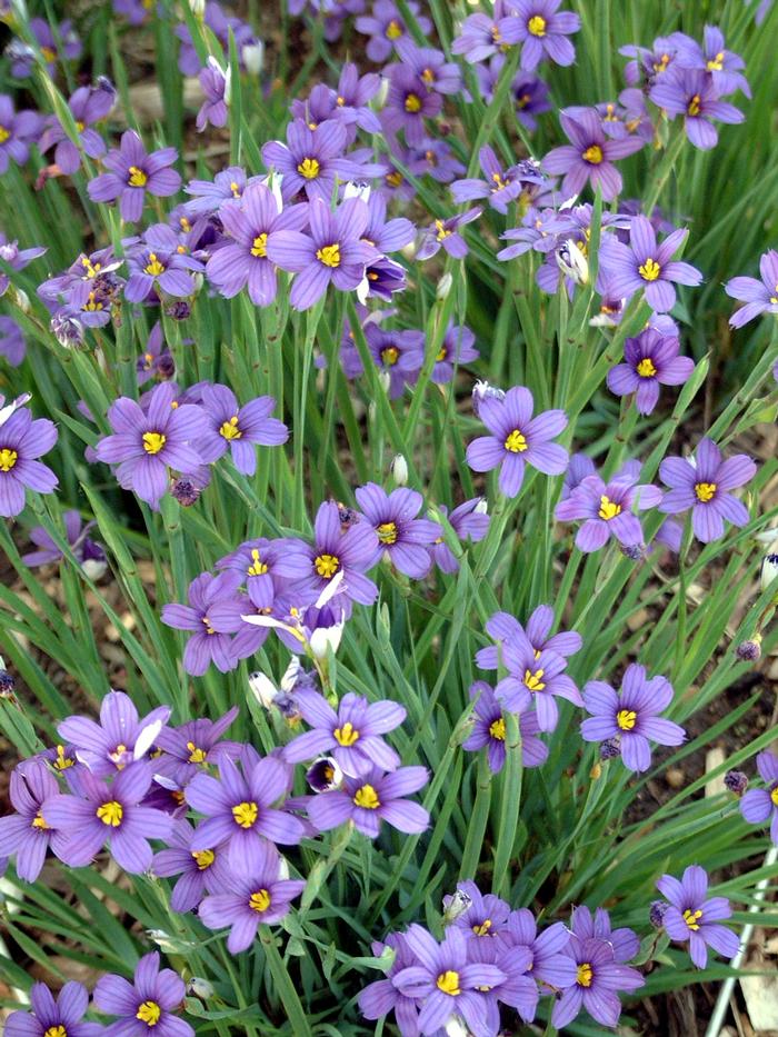 Blue-Eyed Grass (Sisyrinchium angustifolium 'Lucerne'), purple flowers