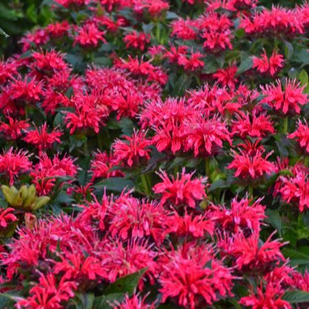 Monarda x 'Cherry Pops' (Sugar Buzz®  Bee Balm)