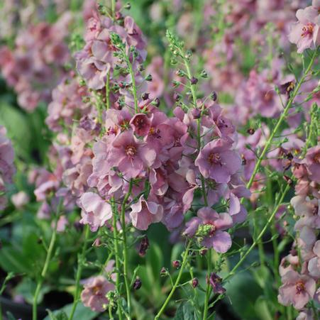 Verbascum x 'Plum Smokey' (Mullein)