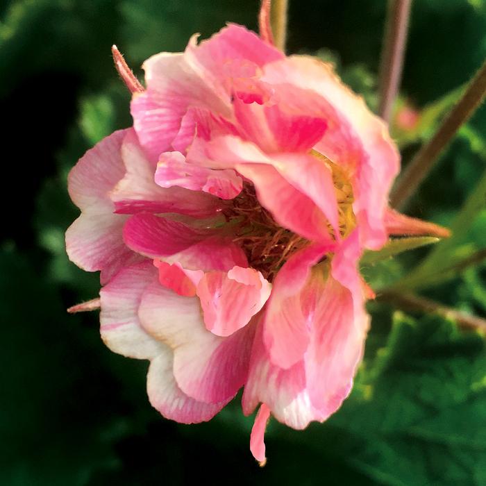 Geum Tempo ™Rose (Avens)