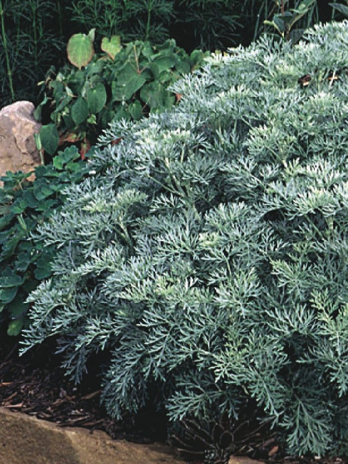 Wormwood (Artemisia arborescens 'Powis Castle')