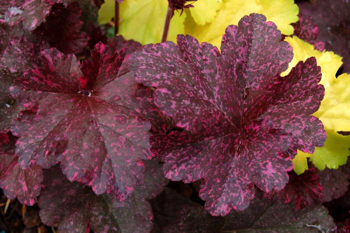 Heuchera x 'Midnight Rose' (Coral Bells)