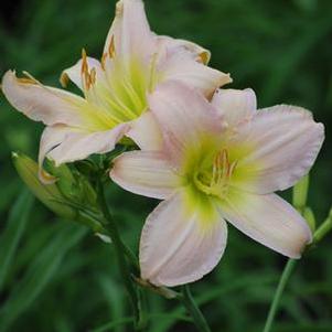 Hemerocallis 'Catherine Woodbury' (Daylily)