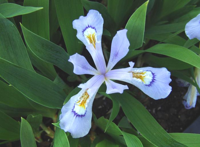 Iris cristata 'Powder Blue Giant' (Dwarf Crested Iris)