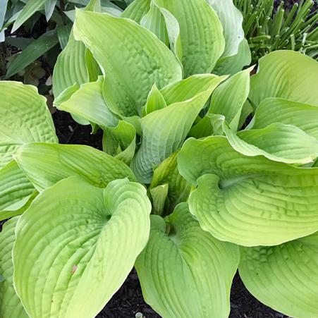 Hosta Shadowland® Coast to Coast (Plantain Lily)