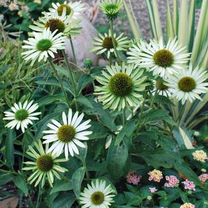 Echinacea x purpurea 'Green Jewel' (Coneflower), white flowers