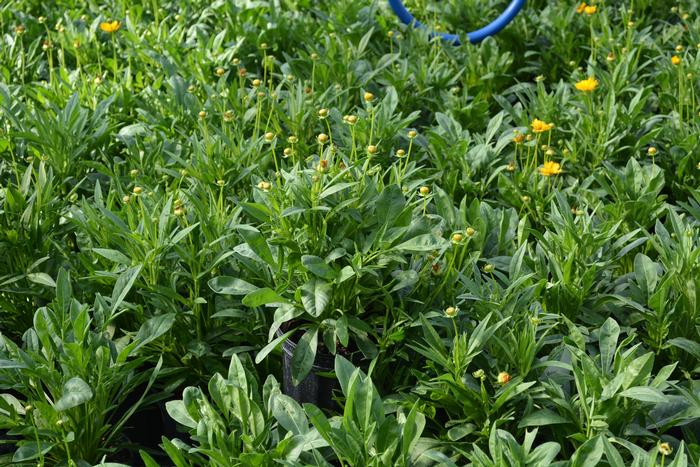 Coreopsis grandiflora 'Early Sunrise' (Tickseed), yellow flowers