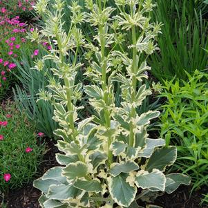 Variegated Sea Holly (Eryngium planum 'Jade Frost')