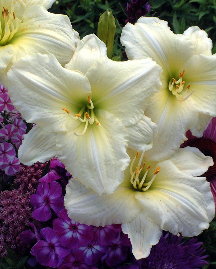 Hemerocallis 'Joan Senior' (Daylily)