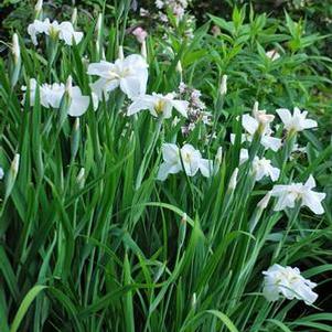 Iris ensata 'Moonlight Waves' (Japanese Iris)