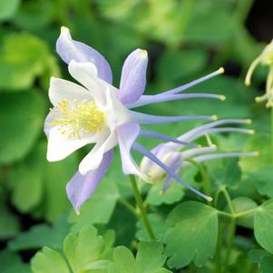 Aquilegia Kirigami™ Light Blue & White (Columbine) perennial, purple flowers