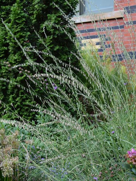 Sideoats Grama (Bouteloua curtipendula)