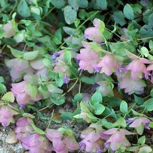 Ornamental Oregano (Origanum rotundifolium 'Kent Beauty')