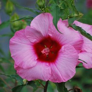 Hibiscus moscheutos 'Lady Baltimore' (Hardy Hibiscus)