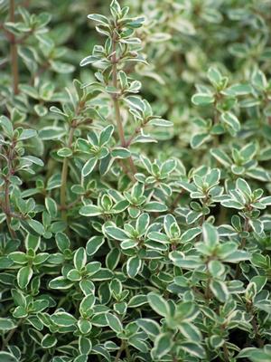 Variegated English Thyme (Thymus vulgaris 'Silver Posie')