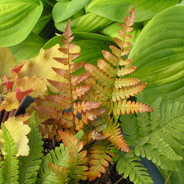 Brilliance Autumn Fern (Dryopteris erythrosora 'Brilliance')