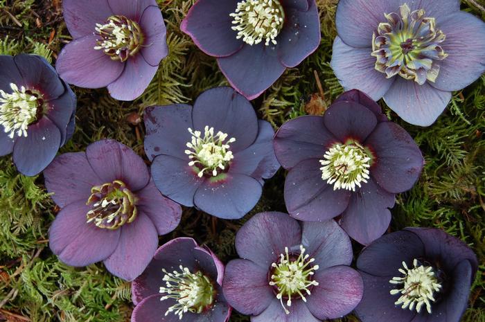 Helleborus W.J. 'Black Diamond' (Winter Jewels® Series Lenten Rose)