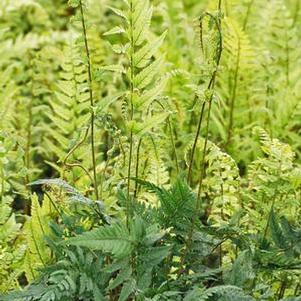 Korean Rock Fern (Polystichum tsus-simense)