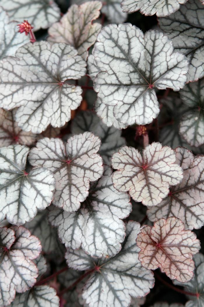 Heuchera x 'Silver Scrolls' (Coral Bells)