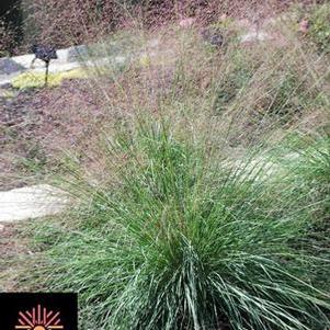 Ruby Muhly Grass (Muhlenbergia reverchonii Undaunted®)