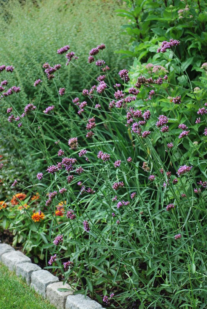 Tall Verbena (Verbena bonariensis)