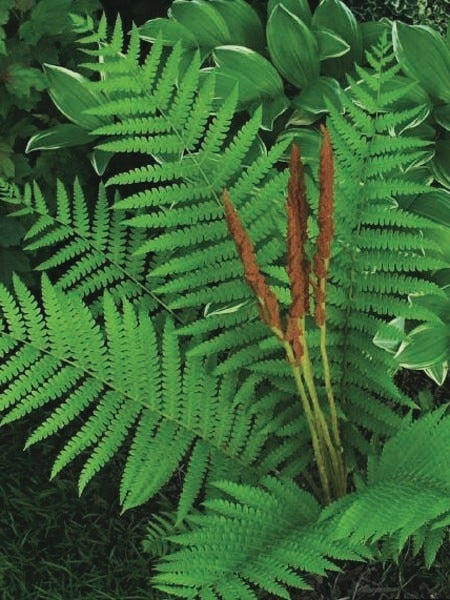 Cinnamon Fern (Osmunda cinnamomea)