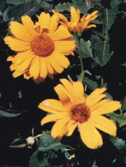 Heliopsis helianthoides 'Summer Sun' (False Sunflower)