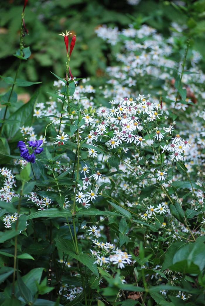 White Wood Aster (Aster divaricatus)