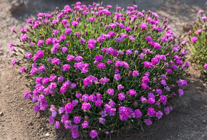 Dianthus Mountain Frost™Pink PomPom (Garden Pinks), pink flowers