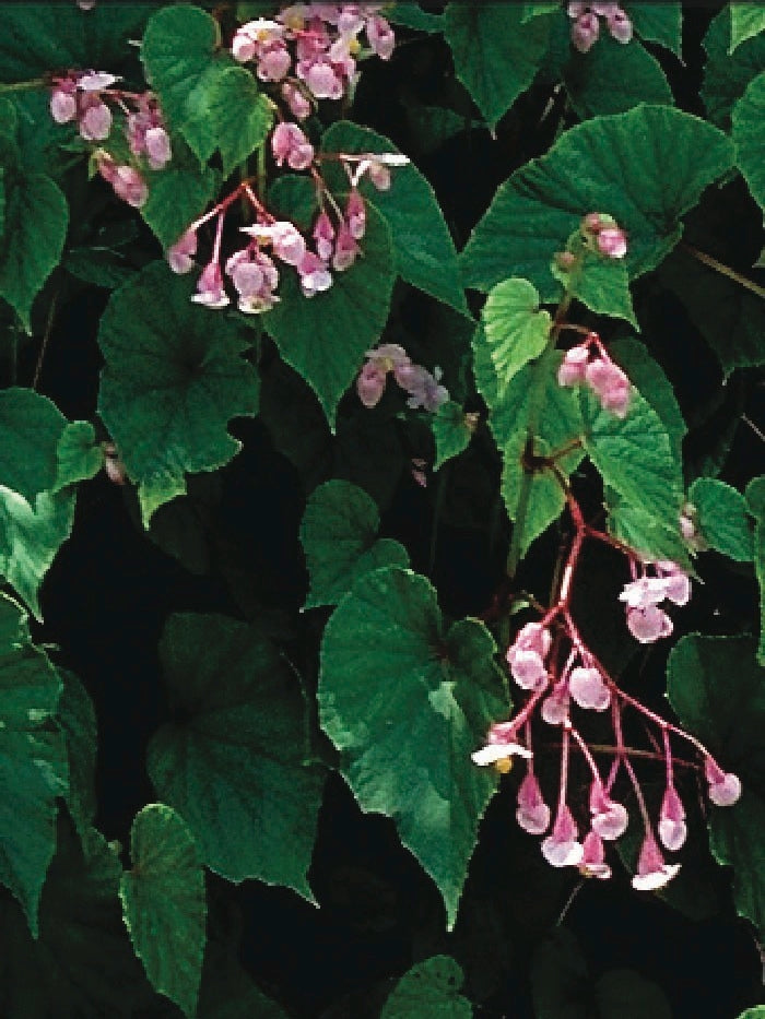 Begonia grandis (Hardy Begonia) pink flowers