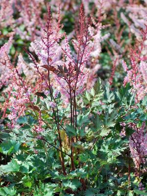 Astilbe x 'Delft Lace' (False Spirea),pink flowers