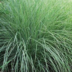 Miscanthus sinensis 'Morning Light' (Variegated Maiden Grass)