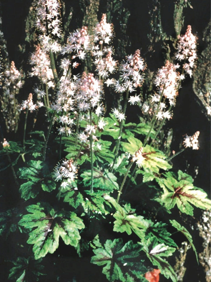 Tiarella cordifolia 'Elizabeth Oliver' (Foam Flower)